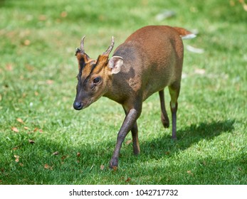 Reeves Muntjac (Muntiacus Reevesi)