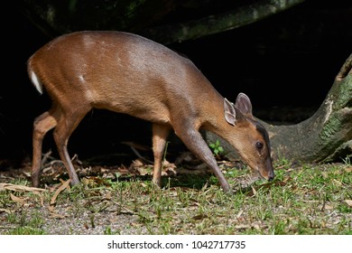 Reeves Muntjac (Muntiacus Reevesi)