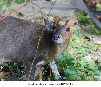  Reeves Muntjac (Muntiacus Reevesi)