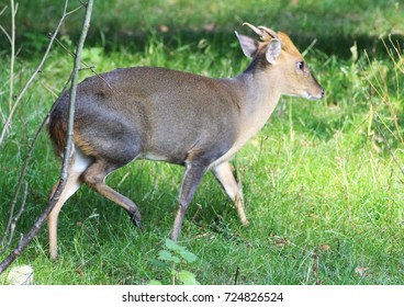  Reeves Muntjac (Muntiacus Reevesi)