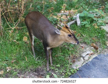  Reeves Muntjac (Muntiacus Reevesi)