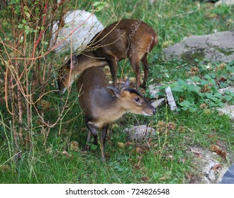  Reeves Muntjac (Muntiacus Reevesi)