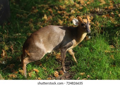  Reeves Muntjac (Muntiacus Reevesi)