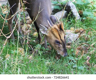  Reeves Muntjac (Muntiacus Reevesi)