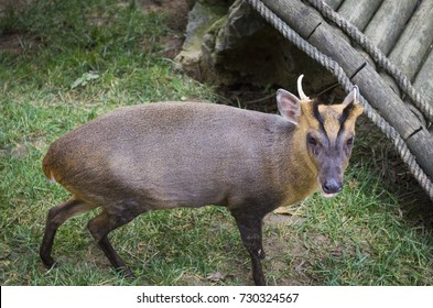 Reeves Muntjac Muntiacus Reevesi