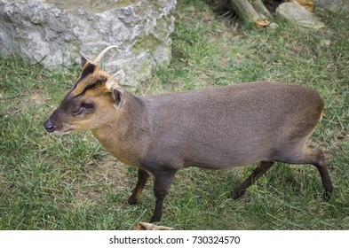 Reeves Muntjac Muntiacus Reevesi