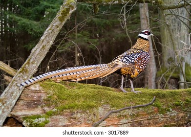 reeves pheasant