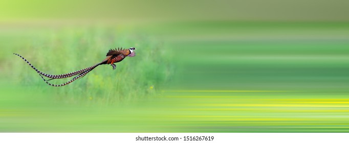 Reeves's Pheasant Flying In The Sky