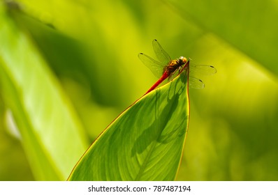 ref dragonfly on green leaf
