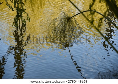 Reflactions of the river native flora
