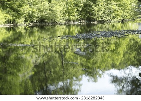 Reflecions of trees in a river