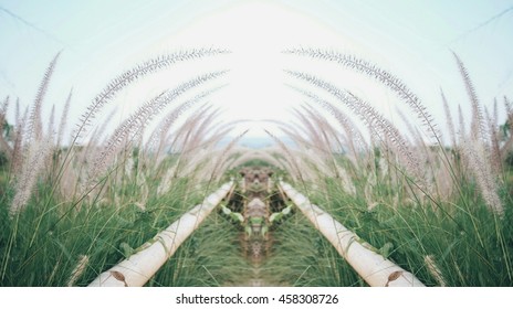 Reflect 