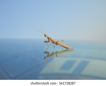 reflected mantis