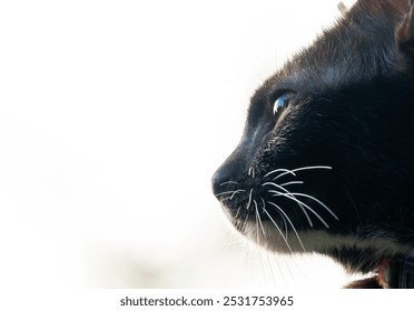 Reflected trees and blue sky with clouds in eye of Supphalak cat, domestic Thai cat, resting on top roof in the evening, natural light