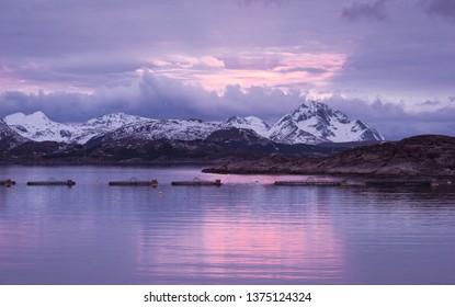 Reflecting Light Of A Purple Sky Close By Leknes, Lofoten Islands.