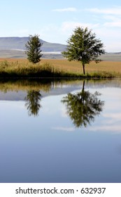 reflecting trees