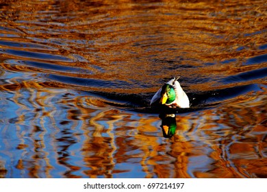 Reflection