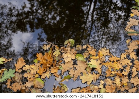 Reflection of autumn leaves in the lake, season of wet leaves