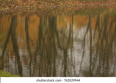 reflection of autumn trees and fallen leaves in water