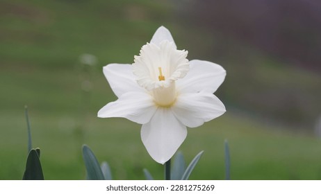 Reflection of beauty: Unveiling the Enchanting Charms of Narcissus poeticus. Poet's daffodil, early spring - Shutterstock ID 2281275269