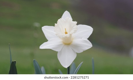 Reflection of beauty: Unveiling the Enchanting Charms of Narcissus poeticus. Poet's daffodil, early spring - Shutterstock ID 2281275271
