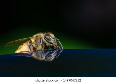 Reflection of a bee drinking syrup