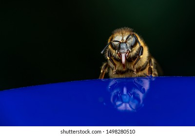 Reflection of bee drinking syrup
