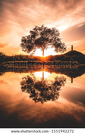 Reflection of a big tree in the lake in the sunset