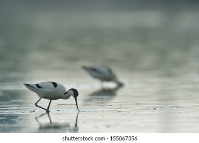 reflection of a bird