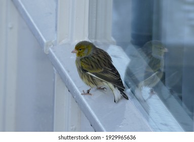 47,254 Birds On A Window Images, Stock Photos & Vectors | Shutterstock