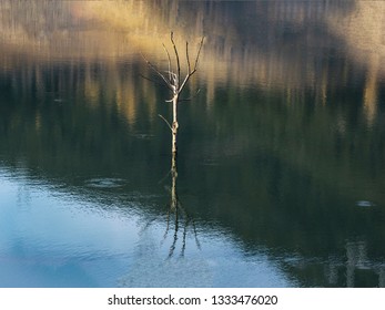 Reflection of branches in the water
