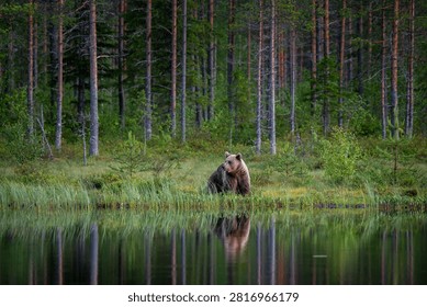 reflection of a brown bear