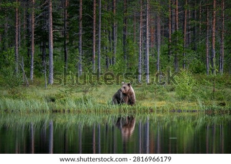 reflection of a brown bear