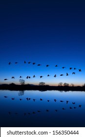 Reflection of Canadian geese flying over wildlife refuge on a blue evening, San Joaquin Valley, California