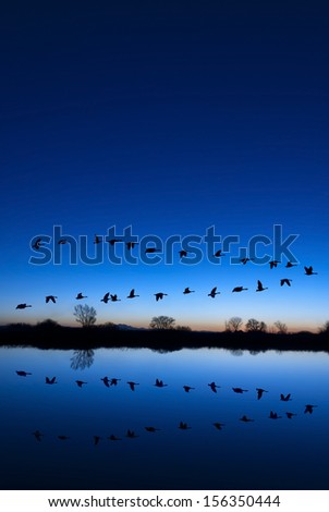 Similar – Foto Bild Abendflug der Gänse beim Sonnenuntergang