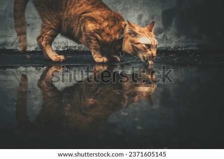 Reflection of Cat drinking water from ground 