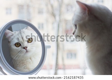 The reflection of the cat in the mirror. A Scottish cat on the windowsill. Cat looks in the mirror