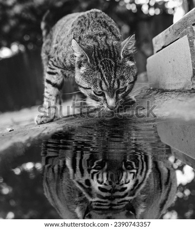 Reflection of a cat in the water, reflection of a tiger in the water