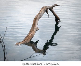 Reflection of a dead branch in a lake