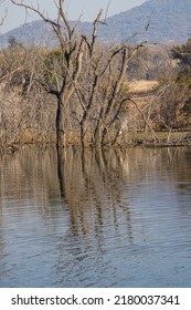 Reflection Of Dead Trees In A Body Of Water