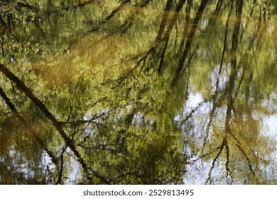 Reflection of delicate foliage of leaning trees in the river. The sun is reflected in the water against the background of foliage and blue sky. Abstraction, design, large texture, tenderness, freshnes - Powered by Shutterstock