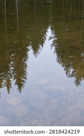 Reflection of a dense conifer forest on the calm surface of a crystal-clear lake in southern Sweden. The still water mirrors the evergreen trees, creating a peaceful Scandinavian nature scene.