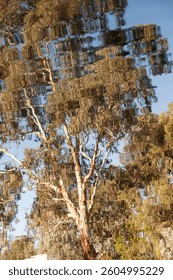 Reflection of a Eucalyptus Tree in the Australian Bush