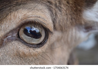 Reflection In The Eyes Of A Deer, Animal Park Bretten, Germany