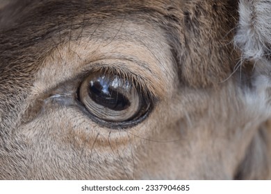 Reflection in the eyes of a deer, Animal Park Bretten, Germany