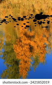 Reflection of fall leaver in Bear River, Bear River State Park, Wyoming