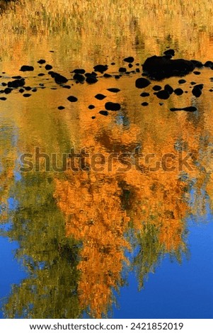 Reflection of fall leaver in Bear River, Bear River State Park, Wyoming
