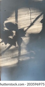 Reflection of a flower on a white wall.  Plant shadow on the wall