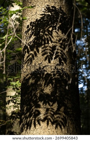 The reflection of foliage on a tree trunk. The reflection of rowan leaves on the fir bark. A noble entourage. The texture of the spruce trunk.