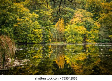 Reflection in the forest lake